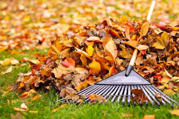 Cost of Leaves Removal in Sebring