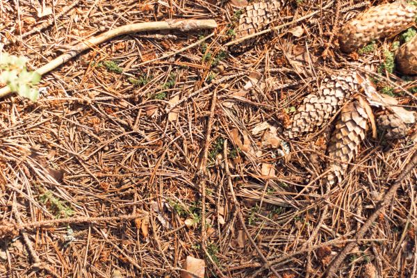 Cost of Pine Needles Removal in Sebring