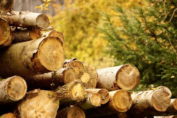 Cost of Wood Pile Removal in Sebring
