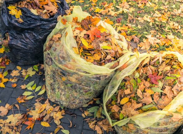 Cost of Yard Cleanup Service in Sebring