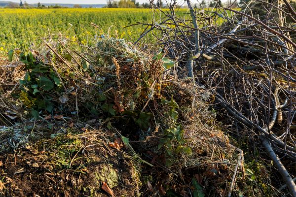 Cost of Brush Disposal in Sebring