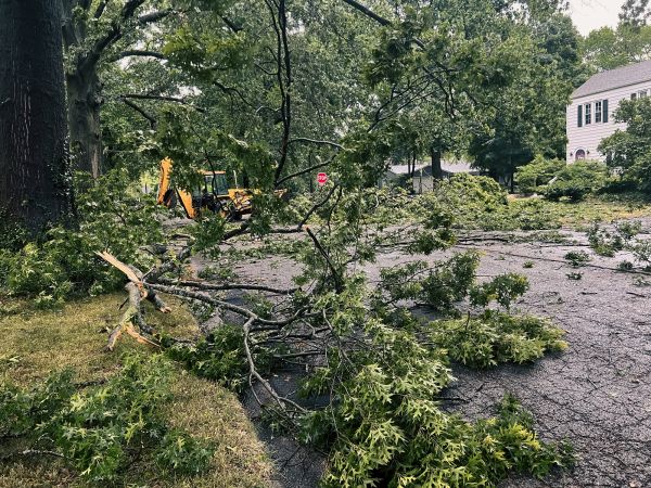 Cost of Tree Branch Disposal in Sebring