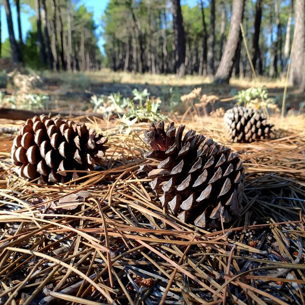 Cost of Pine Cone Removal in Sebring