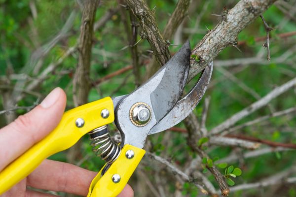 Cost of Limbs Removal in Sebring