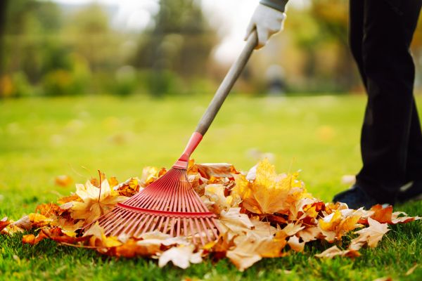 Cost of Ditch Leaf Removal in Sebring