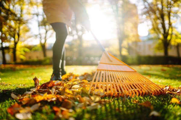 Cost of Leaves Raking in Sebring
