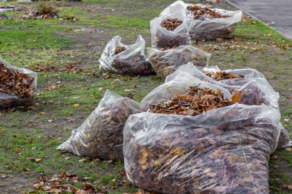 Cost of Leaf Pile Disposal in Sebring