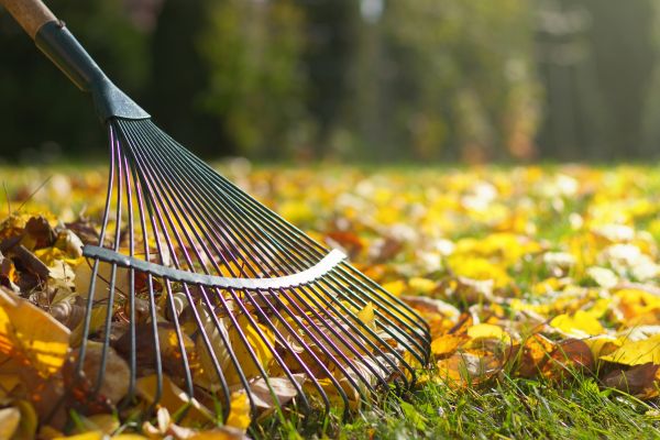 Cost of Leaf Removal in Sebring