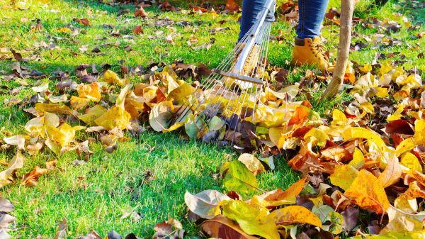Cost of Lawn Cleanup Service in Sebring