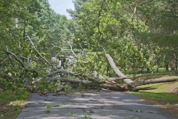 Cost of Tree Debris Removal in Sebring